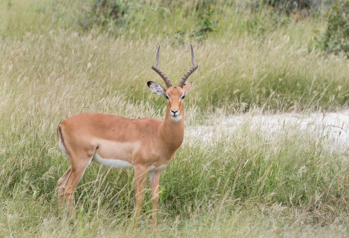 Gazelle im Kaza Naturpark