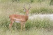 Gazelle in Kaza Conservation area