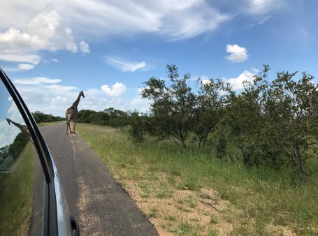 Giraffe in Kaza Conservation area