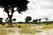 Lion in Africa