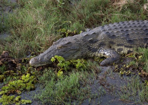 Crocodile in Kaza Conservation area