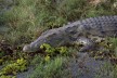 Crocodile in Kaza Conservation area