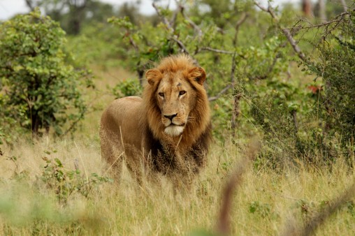 Löwe in Afrika