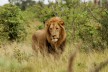 Lion in Africa