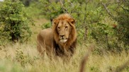 Lion in Africa