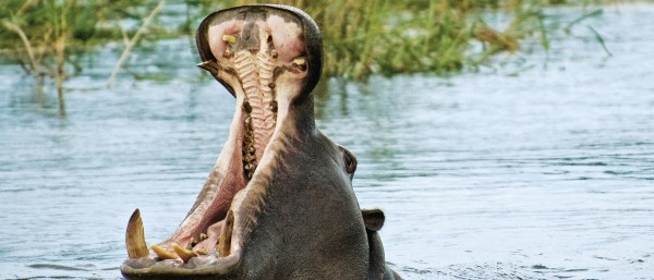 Nilpferd im Kaza Nationalpark