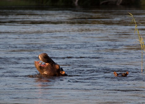 Hippopotamuses in Kaza