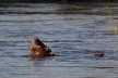 Hippopotamuses in Kaza