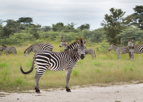Zebra im Kaza Naturpark