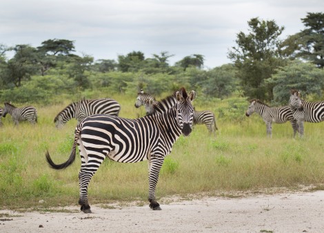 Zebra in Kaza conservation area