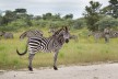 Zebra in Kaza conservation area