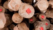 Piled logs in Laos