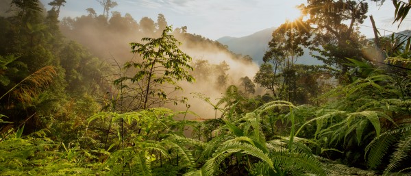 View of protected forest in the annamite range