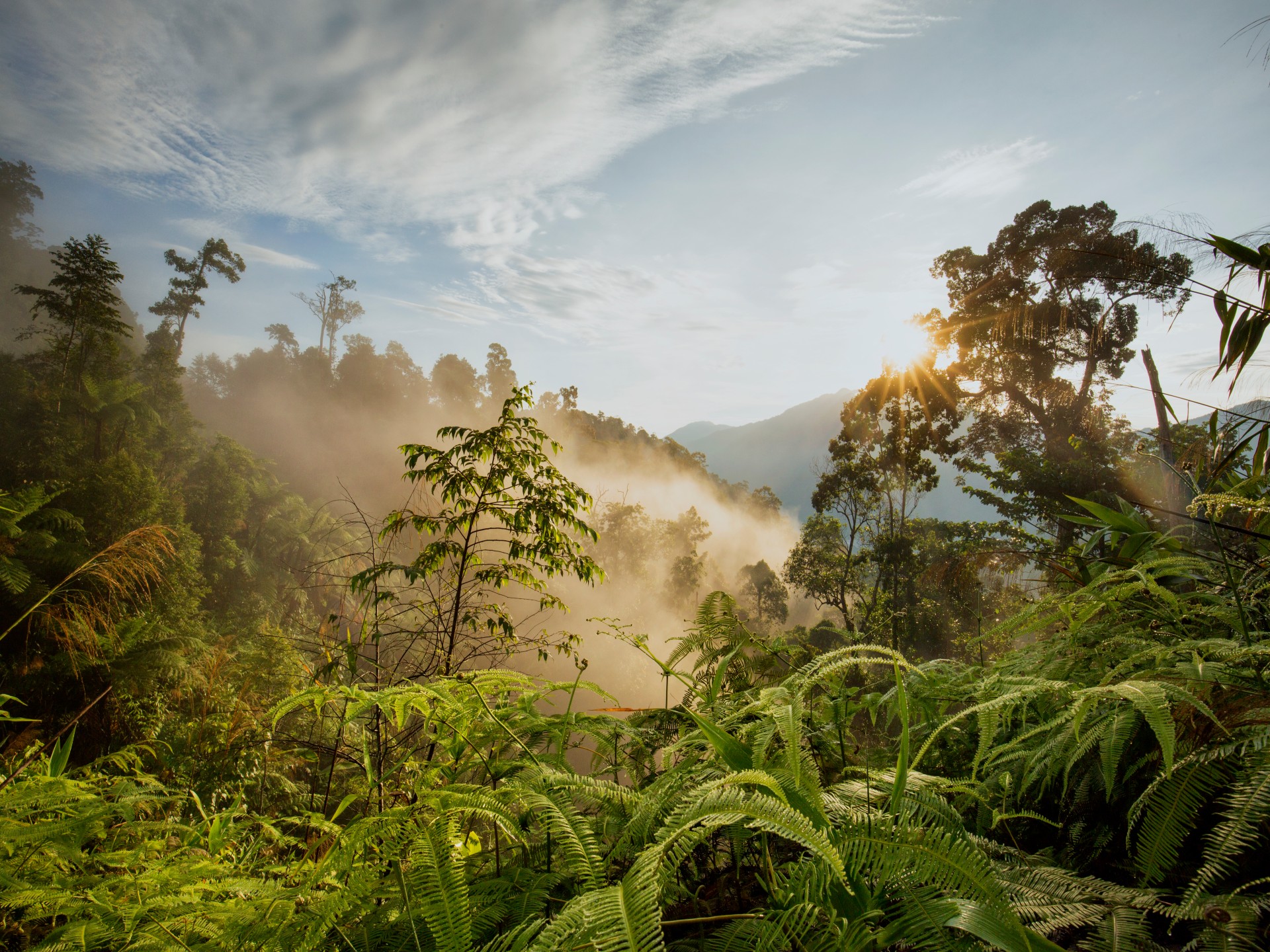 View of protected forest in the annamite range