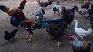 Chicken farming in a village in Laos