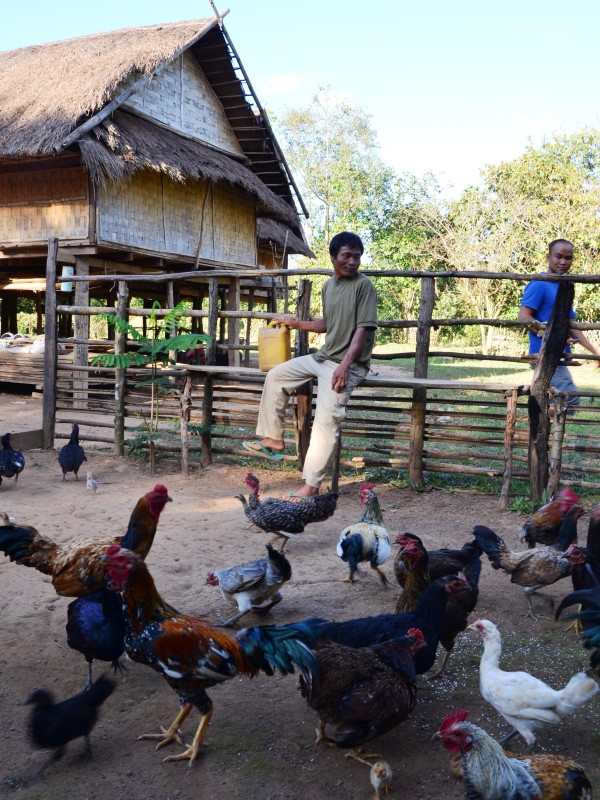Hühnerzucht in einem laotischen Dorf