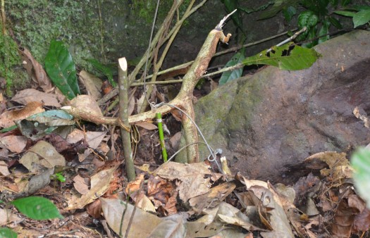 Versteckte Falle im Regenwald des Annamiten-Gebirges.