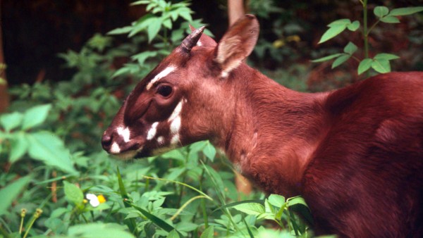 Saola