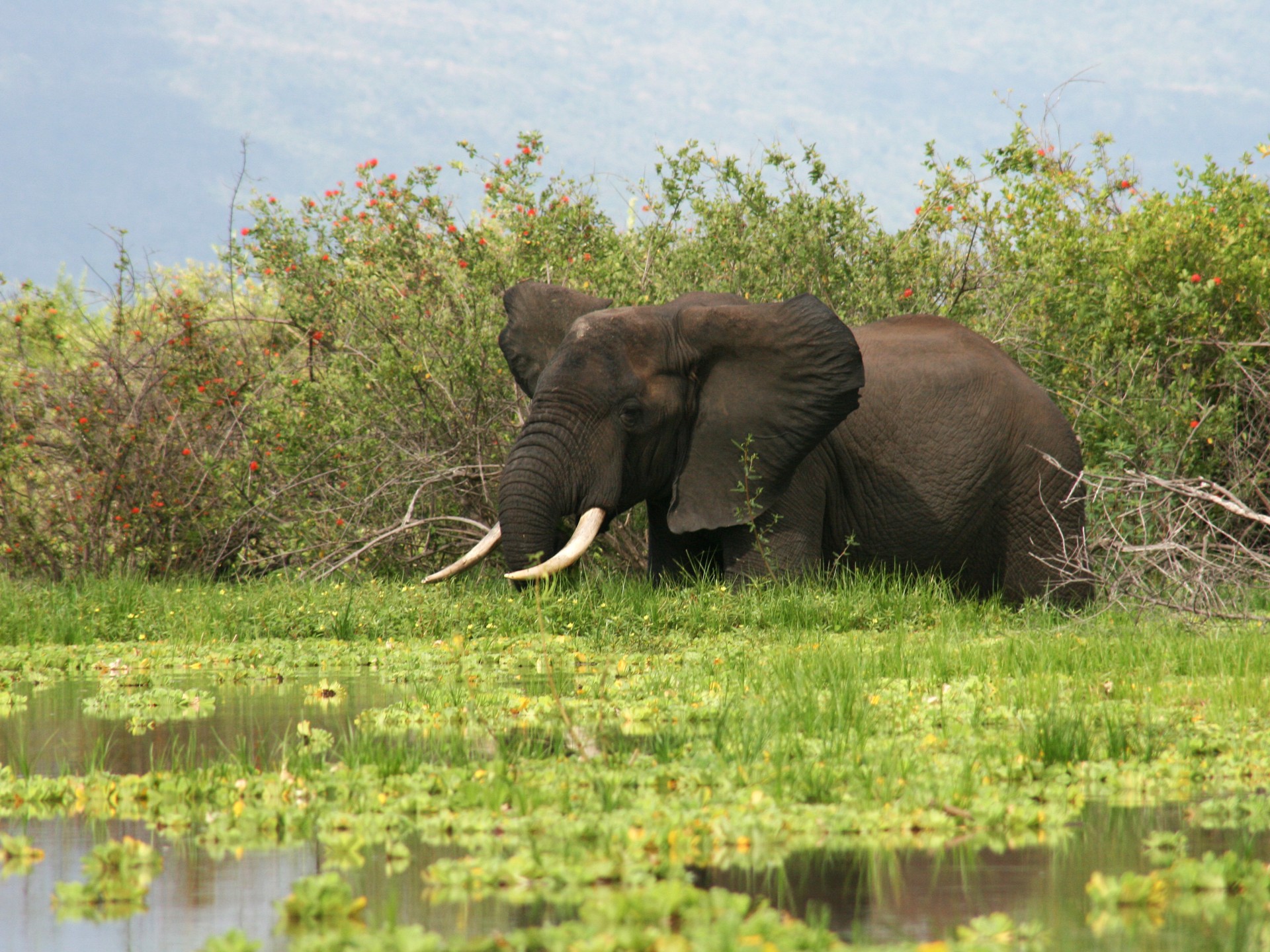 Elephant in Selous national park