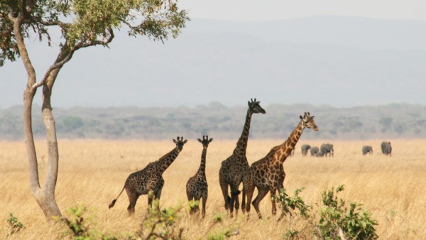 girafs in Katavi national park