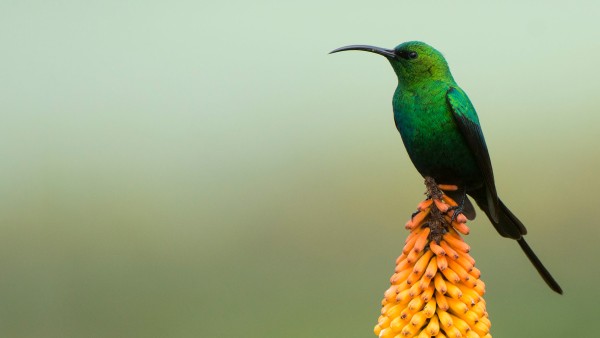 Malachite sunbird in the Bale Mountains National Park in Ethiopia