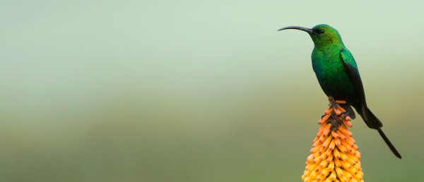 Malachite sunbird in the Bale Mountains National Park in Ethiopia