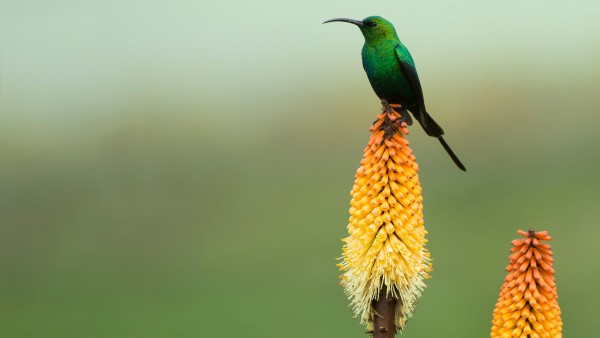 Malachite sunbird in the Bale Mountains National Park in Ethiopia