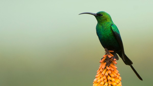 Malachite sunbird in the Bale Mountains National Park in Ethiopia