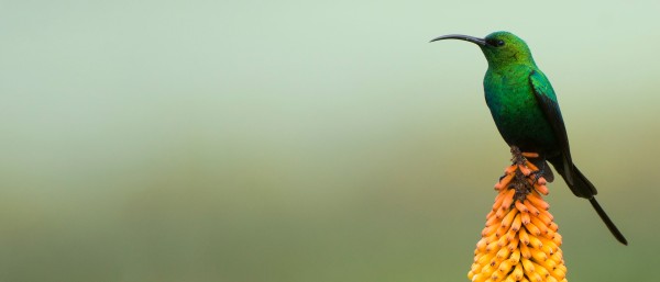 Malachit-Sonnenvogel im Bale Mountains Nationalpark in Äthiopien