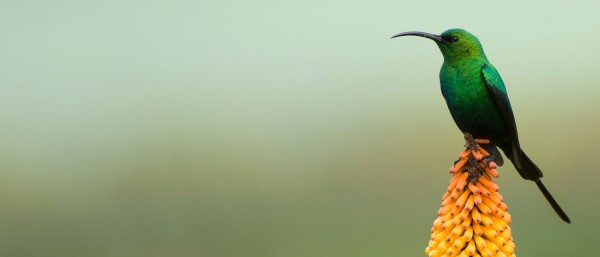 Malachite sunbird in the Bale Mountains National Park in Ethiopia