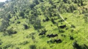 Nashörner aus der Luft bei einem Helikopter-Rundflug in Südafrika
