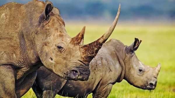 Rhino in South Africa