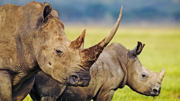 Nashorn in Südafrika