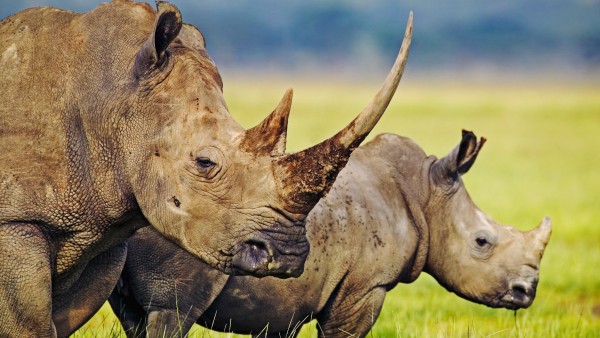 Rhino in South Africa