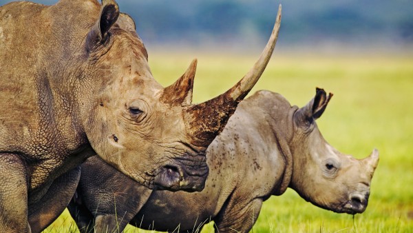 Rhino in South Africa