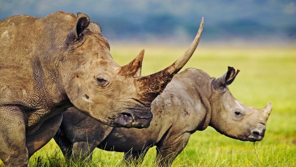 Rhino in South Africa