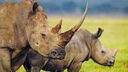 Rhino in South Africa