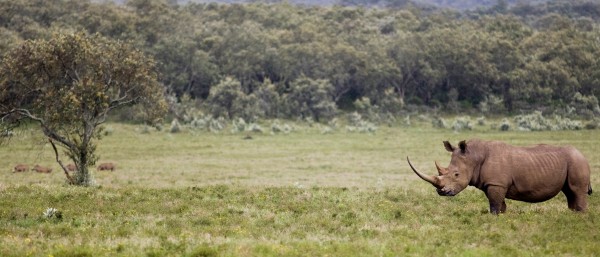 Nashorn in Südafrika