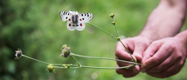 Schutz für die einzigartige Vielfalt des Kaukasus