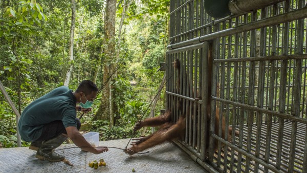 Orang-Utan angelt mit Stock nach Früchten vor seinem Käfig