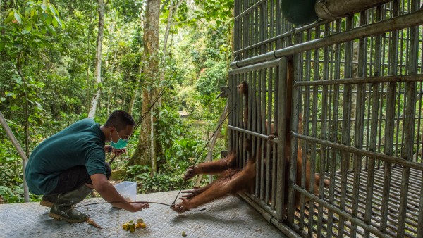 Orangutan using a twig to reach for fruits placed in front of his cage by a trainer