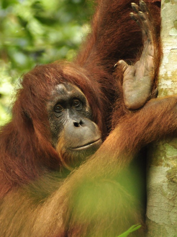 Pregnant orangutan female named Alda