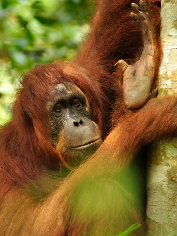 Schwangeres Orang-Utan-Weibchen Alda