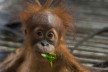 Baby orangutan Sule in a cage