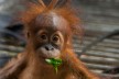 Baby orangutan Sule in a cage