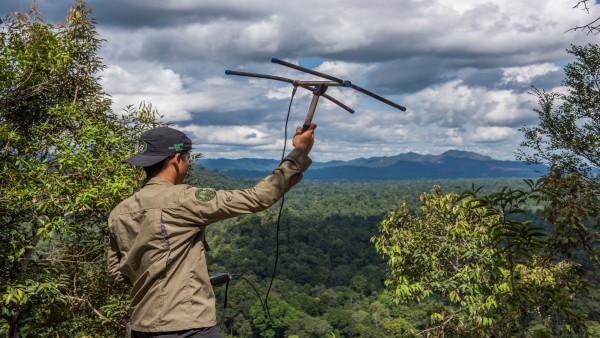 Searching for orangutans in the rainforests of Sumatra with telemetricequipment