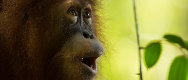 Junges Orang-Utan-Weibchen in Nahaufnahme