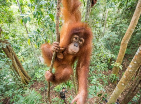 Orang-Utan in der Dschungel-Schule