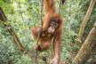 Orang-Utan in der Dschungel-Schule