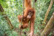 Orangutan in the jungle school